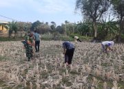 Jaga Ketahanan Pangan, Babinsa Koramil 0602-17/ Carenang Tanam Kedelai Bersama Petani