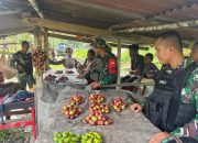Tingkatkan Ekonomi, Satgas Yonif 122/Tombak Sakti Membantu memanen dan membeli Hasil Panen Warga Papua
