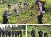Dari Perburuan Ladang Narkoba, Polda Sumut Musnahkan 110 Ton Ganja