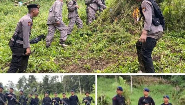 Dari Perburuan Ladang Narkoba, Polda Sumut Musnahkan 110 Ton Ganja
