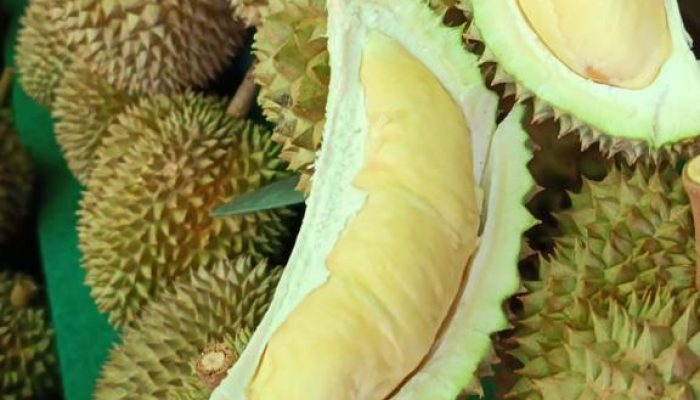 Nikmatnya Durian Joyoboyo, Ukurannya Super, Rasanya Maknyooos!!!