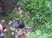 Polsek Malangbong Polres Garut Evakuasi Seorang Laki-Laki Yang Hendak Melakukan Percobaan Bunuh Diri