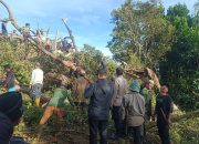 Polsek Cibatu Polres Garut Cek TKP Pohon Tumbang Timpa 4 Rumah