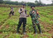 Sinergitas Polsek Banjarwangi Bersama Forkopimcam Laksanakan Penanaman Pohon