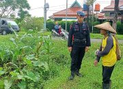 CEK PROGRAM KETAHANAN PANGAN NASIONAL, PERSONIL KOMPI 1 YON C BRIMOB JABAR DUKUNG DAN BINA PARA PETANI DI DESA KAMPUNG TANGGUH