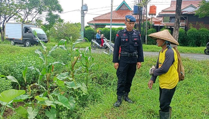 CEK PROGRAM KETAHANAN PANGAN NASIONAL, PERSONIL KOMPI 1 YON C BRIMOB JABAR DUKUNG DAN BINA PARA PETANI DI DESA KAMPUNG TANGGUH