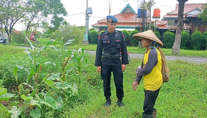 CEK PROGRAM KETAHANAN PANGAN NASIONAL, SAT BRIMOB POLDA JABAR DUKUNG DAN BINA PARA PETANI DI DESA KAMPUNG TANGGUH