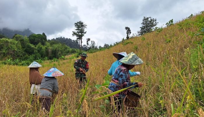 Satgas Pamtas RI-MLY Yonarmed 16/TK Pos Bantan Bantu Masyarakat Panen Padi