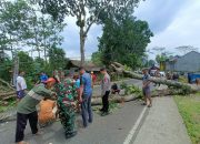 Kabid Humas Polda Jabar : Pohon Besar Tumbang diterjang Angin, Polisi Bersinergi Dengan TNI, Sigap Lakukan Evakuasi