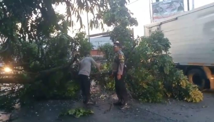 Kabid Humas Polda Jabar : Bareng Warga, Polisi Evakuasi Pohon Tumbang Hingga Tutupi Badan Jalan