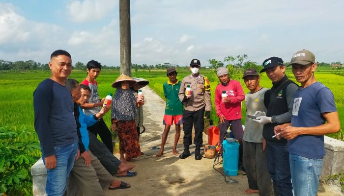 Kabid Humas Polda Jabar : Polisi Lakukan Penyemprotan Serentak Pengendalian Hama WBC (Wereng Coklat) di Sawah Desa Gegempalan