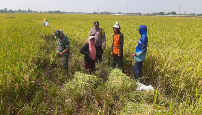 Kabid Humas Polda Jabar : Musim Panen, Polisi Bersama Babinsa Bantu Petani Panen Padi