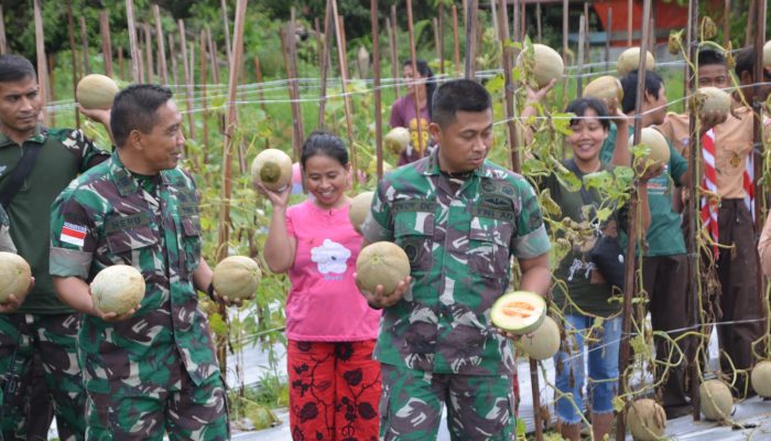 Dandim 1710/Mimika Letkol Inf Dedy Dwi Cahyadi Pimpin Panen Tanaman Melon Di Lahan Kodim