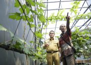 Atasi Stunting, Kemiskinan dan Pengangguran, Warga Bandung Kulon Manfaatkan Pekarangan Rumah Jadi Kebun Anggur