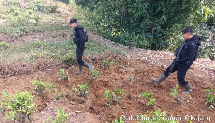 Sat Samapta Polres Garut Patroli Ke Perkebunan Teh