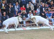 Masyarakat Apresiasi Gelaran Adu Domba Wali Kota Bandung Cup 2024, Budaya dan Ekonomi Lokal Makin Menggeliat
