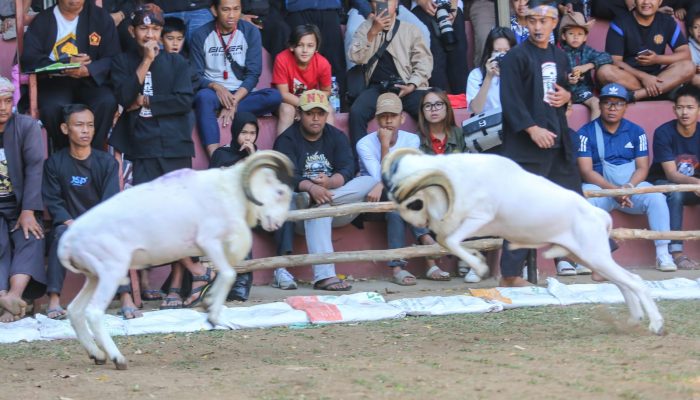 Masyarakat Apresiasi Gelaran Adu Domba Wali Kota Bandung Cup 2024, Budaya dan Ekonomi Lokal Makin Menggeliat