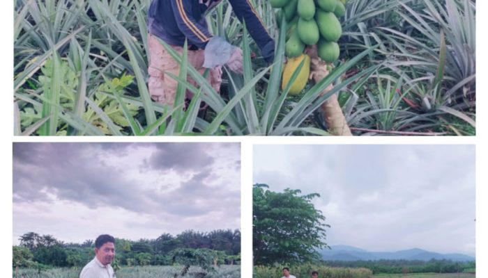 Pak Doi Petani Sukses Binaan Koperasi Agro Cipta Sarana