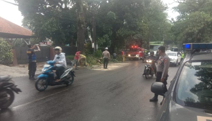 Pohon Tumbang Akibat Hujan Cerdas Disertai Angin Kencang, Anggota Polsek Sukajadi Lakukan Evakuasi Cepat