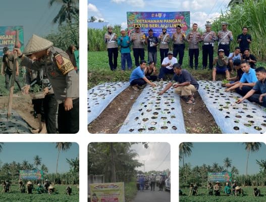 Dukung Program Pemerintah, Kapolres Lombok Timur Bersama kasat lantas polres Lombok Timur Gelar Peningkatan Ketahanan Pangan dengan cara menanam bibit cabe dan tomat