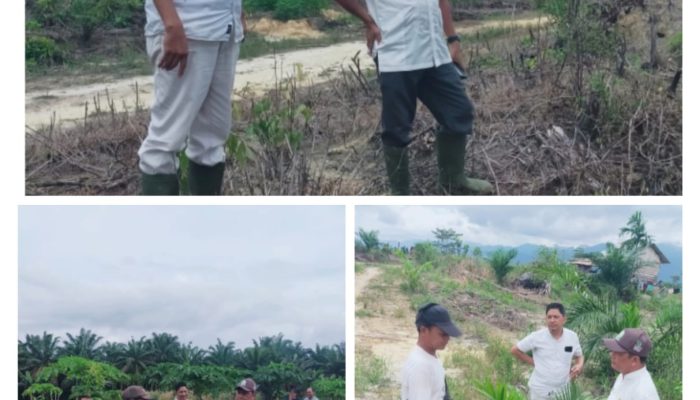 Kadis Pertanian, Perkebunan Dan Peternakan Kab. Aceh Tamiang Kunjungi Lahan PSR