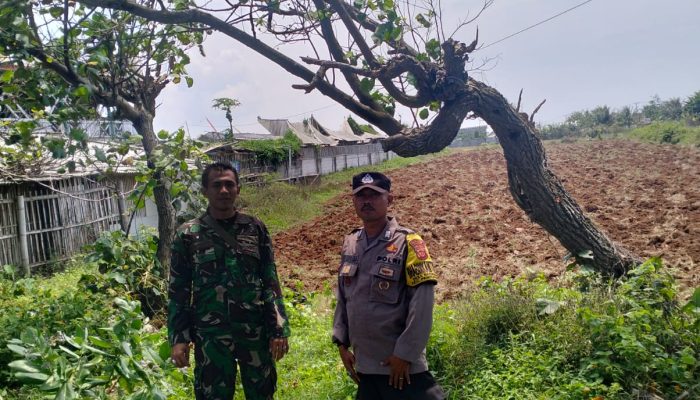 Polsek Pameungpeuk Monitor Program Ketahanan Pangan di Kebun Jagung