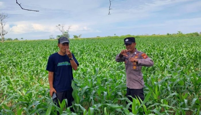 Bhabinkamtibmas Polsek Cikelet Monitoring Ketahanan Pangan Jagung