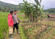 Bhabinkamtibmas Polsek Cikijing Dorong Petani Sukseskan Program Ketahanan Pangan
