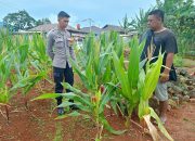 Bhabinkamtibmas Polsek Cikijing Terus Motivasi Warga Demi Terwujudnya Program Ketahanan Pangan Nasional