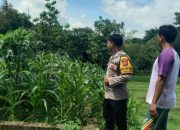 Polsek Kasokandel Laksanakan Monitoring dan Pengecekan Lokasi Program Pangan Bergizi