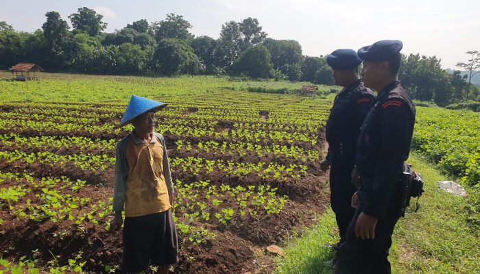 Ketahanan Pangan di Desa Kubang: Sinergi Jajaran Kompi 2 Batalyon C Pelopor dan Masyarakat