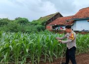 Polsek Kasokandel Monitoring Program Pangan Bergizi di Desa Leuwikidang