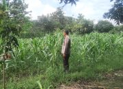 Polsek Kasokandel Lakukan Monitoring Program Pekarangan Pangan Bergizi