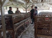Sinergitas TNI-Polri di Cikijing Dukung Ketahanan Pangan, Bhabinkamtibmas Bersama Babinsa Kunjungi Peternakan Ayam