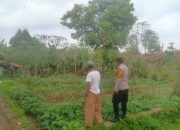 Cek Pekarangan Bergizi, Bhabinkamtibmas Polsek Jatiwangi Dukung Ketahanan Pangan Warga