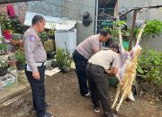 Polsek Cikijing Rayakan Idul Adha Dengan Melaksanakan Pemotongan Hewan Qurban