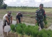 Fokus Tingkatkan Produktivitas, Babinsa Dampingi Petani Di Desa Sumbersari