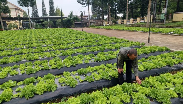 Perawatan Rutin Sayuran Selada Air di Pekarangan Ketahanan Pangan Mako Batalyon B Pelopor Satbrimob Polda Jabar