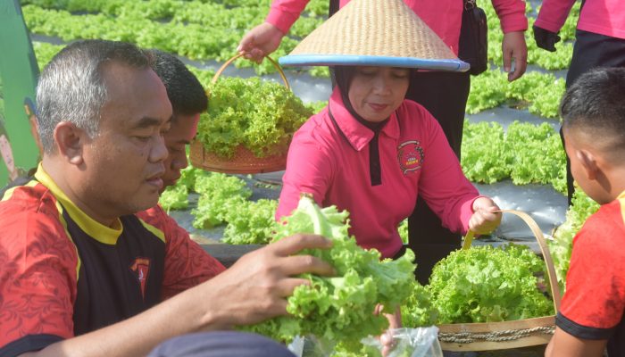 Panen Raya Selada Keriting Warnai Ketahanan Pangan Batalyon B Pelopor Satrimob Polda Jabar