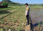 Polsek Kasokandel Lakukan Pendataan dan Pengecekan Lahan Pangan Bergizi di Desa Jatisawit