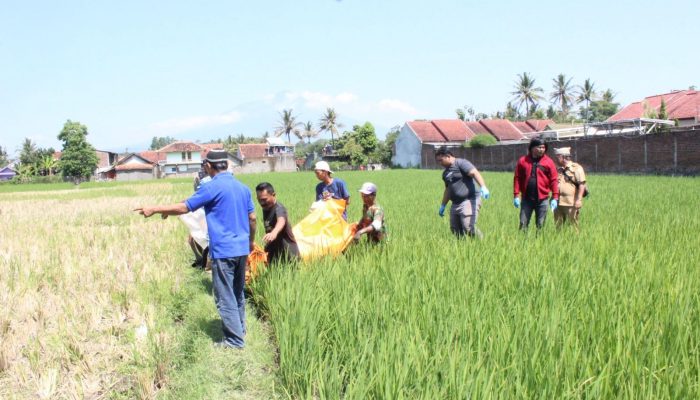 Polisi Lakukan Olah TKP Penemuan Mayat Pria di Pematang Sawah Sukasenang