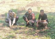 Dukung Program Ketahanan Pangan, Bhabinkamtibmas Polsek Sumberjaya Laksanakan Pengontrolan Lahan Jagung