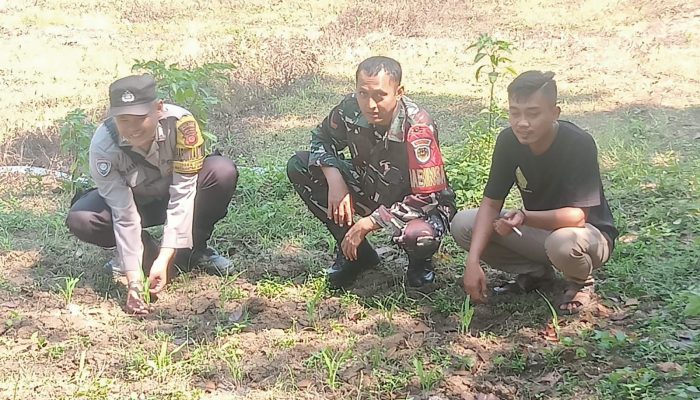 Dukung Program Ketahanan Pangan, Bhabinkamtibmas Polsek Sumberjaya Laksanakan Pengontrolan Lahan Jagung