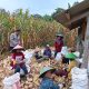 Bhabinkamtibmas Polsek Cikijing Implementasikan Asta Cita Presiden RI melalui Panen Raya Jagung dengan Kelompok Tani Mawarsari