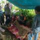 Petani Gula Aren Tewas Jatuh dari Pohon, Polsek Cisewu Lakukan Evakuasi Cepat