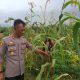 Kapolsek Pasirwangi Tinjau Langsung Lahan Jagung, Wujud Nyata Dukungan terhadap Ketahanan Pangan