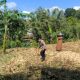 Dukung Program Ketahanan Pangan Nasional, Polsek Argapura Monitoring Panen Jagung di Desa Haurseah