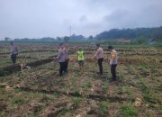 Wakapolres Majalengka Tinjau Langsung Tanaman Jagung di Desa Cibodas dalam Mendukung Ketahanan Pangan
