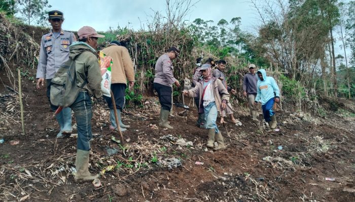 Kapolsek Cikajang Bersama BUMDES Cahaya Bodas Gelar Penanaman Jagung di Lahan LBS, Dukung Program Ketahanan Pangan