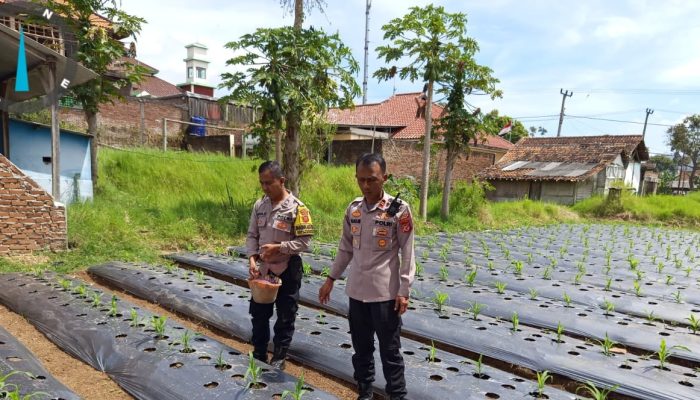 Polsek Pasirwangi Laksanakan Pemupukan Tanaman Jagung Binaan Polri di Lahan Non-LBS, Dukung Program Ketahanan Pangan Nasional